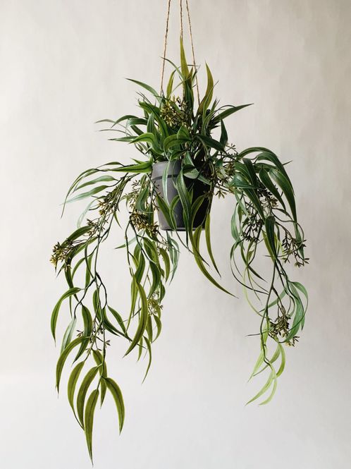Hovedbilde Hengeplante Eucalyptus 66cm