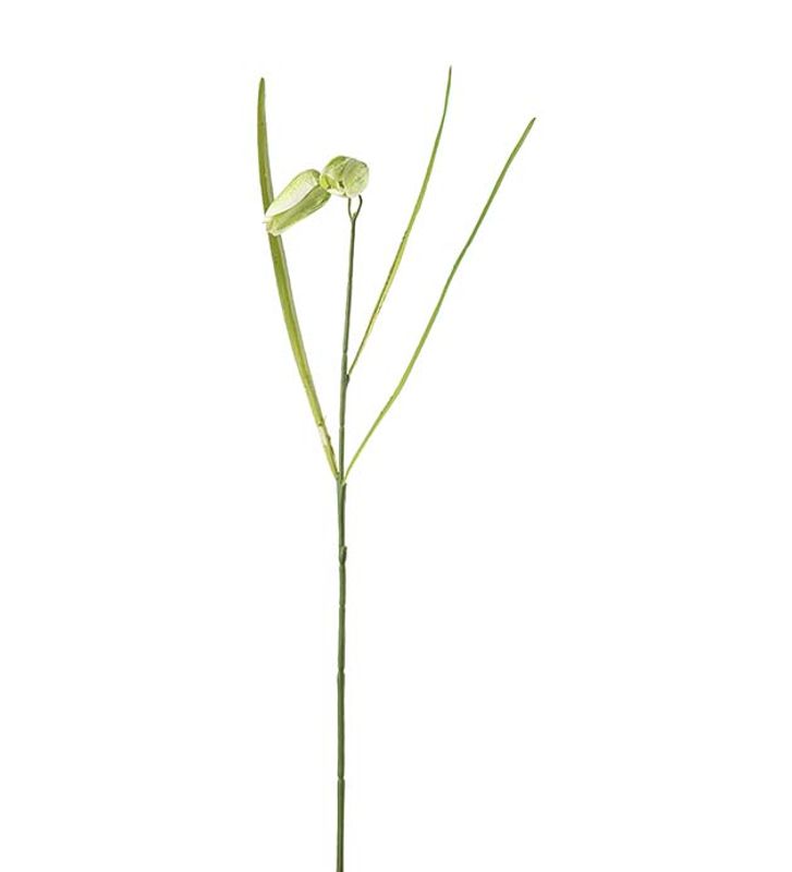 Frittalaria 50cm