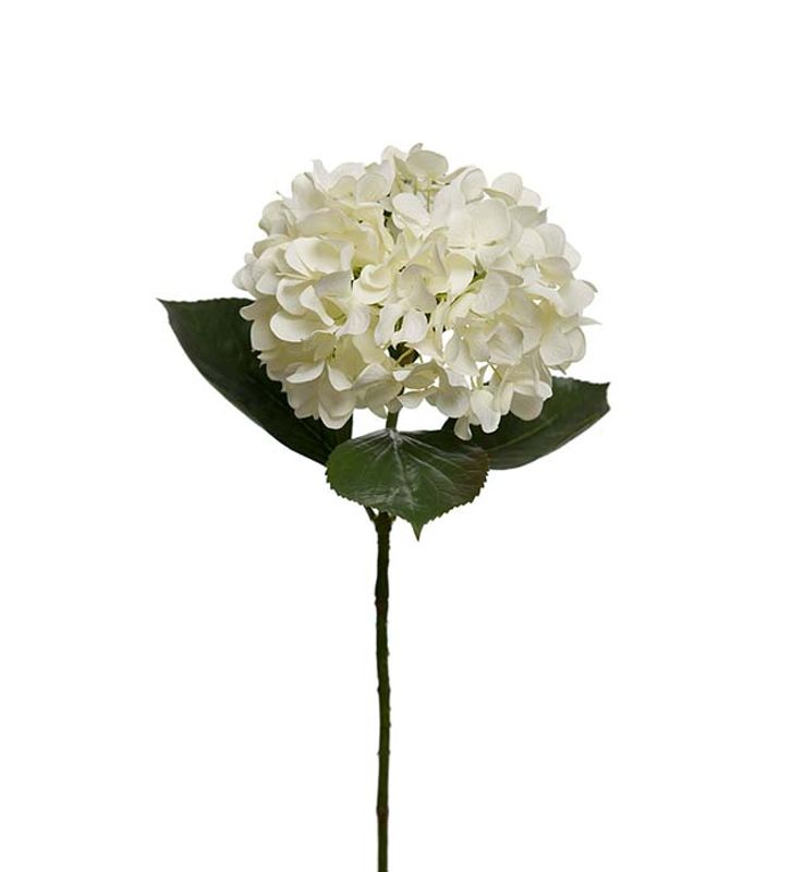 Hortensia Hvit 65cm
