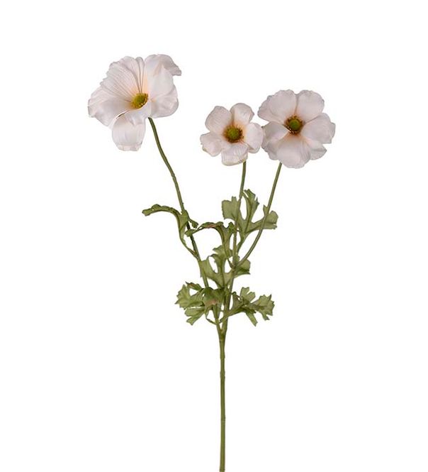 Hovedbilde Sommerfuglranunkel 54 cm