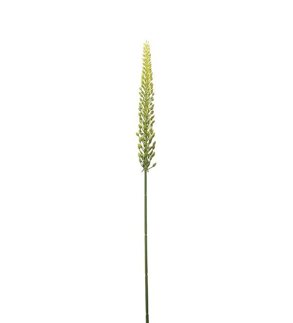 Hovedbilde Eremurus Grønn